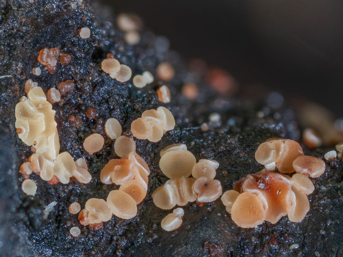 Photo © Barry Webb FRPS Pezizella albosanguinea by Barry Webb FRPS